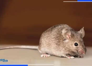 خطرات پنهان آفات برای نیروهای خدمات نظافتی